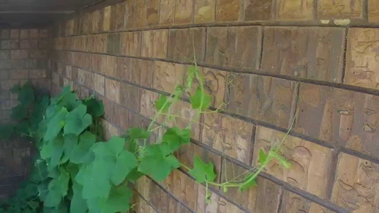 Vine Timelapse 1 YouTube