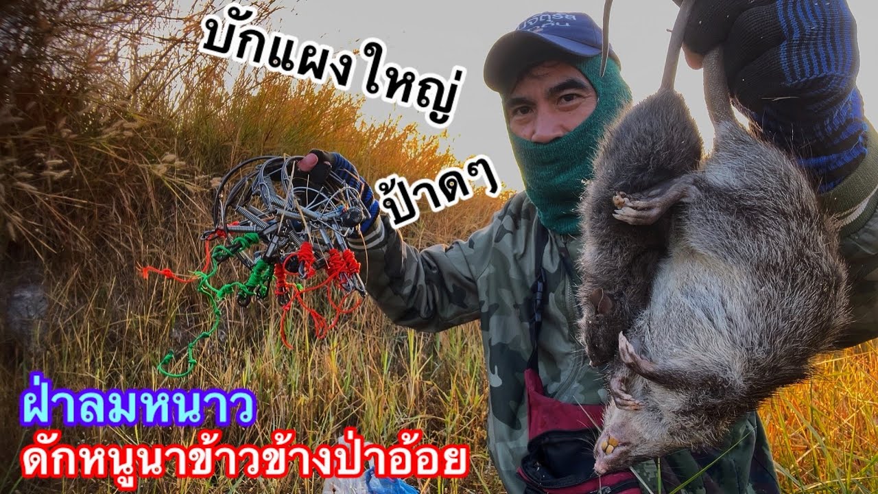 ดักหนูฝ่าลมหนาวข้างป่าอ้อยเจอหนูแผงใหญ่ป้าดหมานๆ