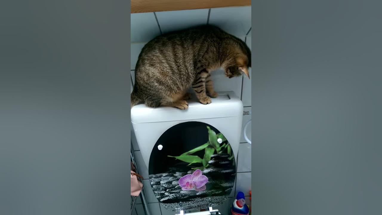 Katze drückt Klospülung Crazy Funny Cats YouTube