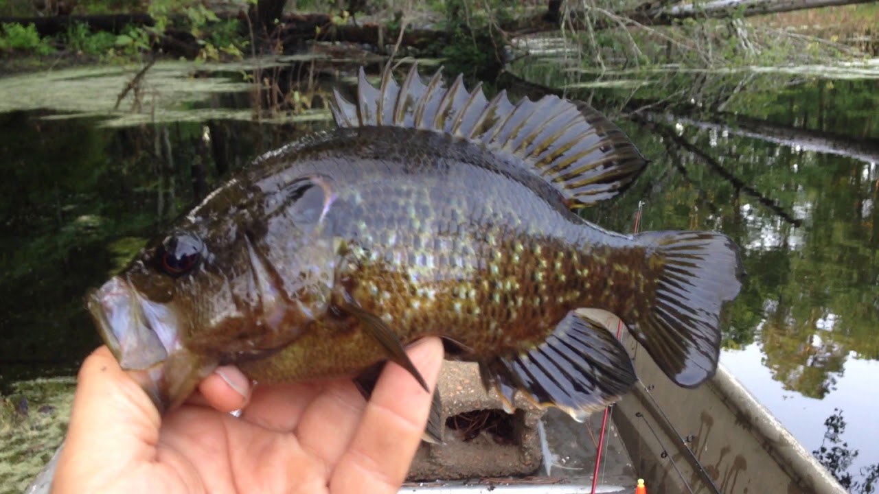 fishing on orfű 2019 fellépők remix