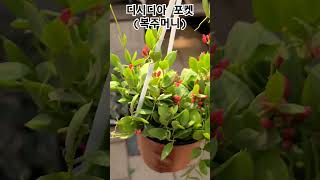 #헬로우가든마켓 #디시디아 포켓
