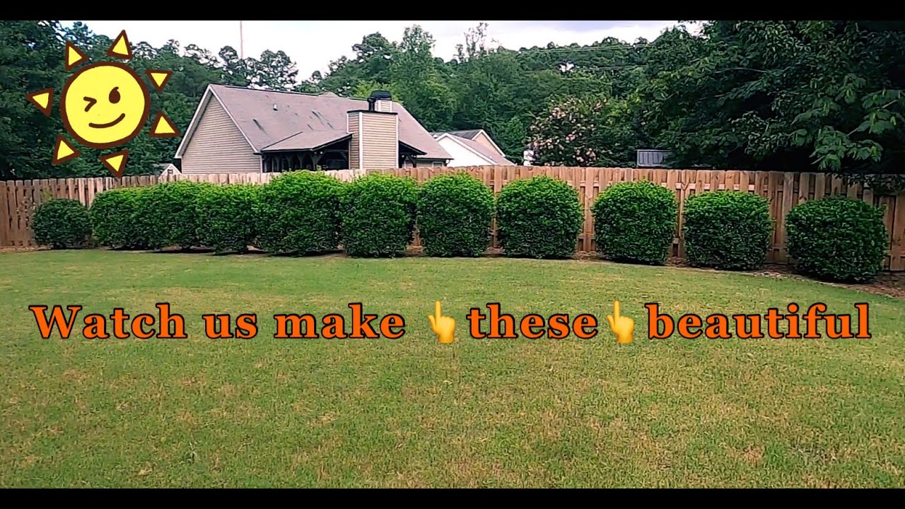 Cleaning Up Hedges - YouTube