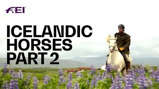The Uniqueness of Icelandic Horses  PART 2: Horse Tourism in Iceland | Equestrian World