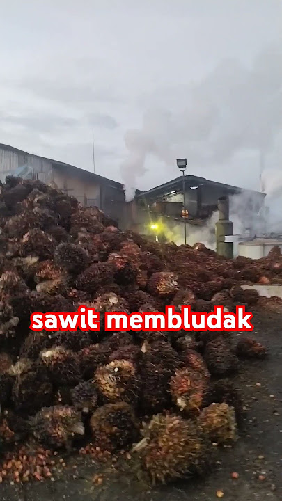 buah sawit membludak #viralvideo #fyp #sawitindonesia #kalimantanbarat #kebunsawit