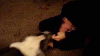 Pit Bull Attact Caught On Camara