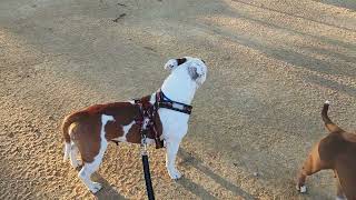 Akc Staffordshire Bull Terrier Mom & Daughter