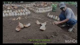 Bedengan Kebun Sayur - Permacultur Garden Design