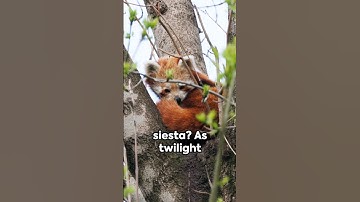 A Day in the Life of a Red Panda: Unforgettable Cuteness #redpanda #animals #cute