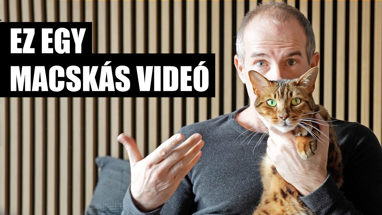 A macskám lett a gazdám!?