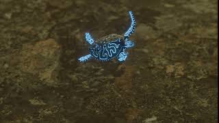 Magic Turtle 3D animation