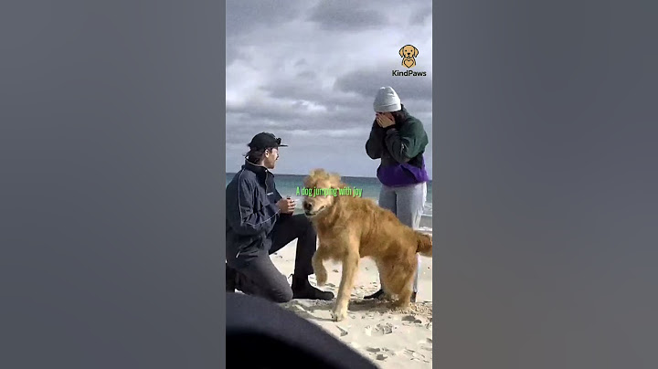 These dogs are so cute and compassionate #shorts
