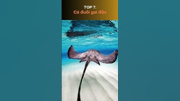 Top 10 Loài Cá Nguy Hiểm Nhất Thế Giới.