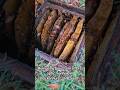 #bee #beekeeper #beekeeperlife #beekeeping #beeremoval #beehive #beerescue #beeslife