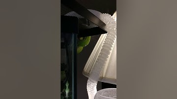 Emerald Tree Boa drinking water out of the fog tube of a ReptiFogger.