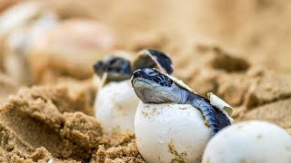 BABY TURTLE HATCHING COMPILATION! SO CUTE!