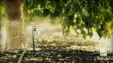 Béc tưới Rivulis S2000 chính hãng