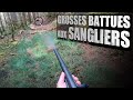 MAGNIFIQUES BATTUES AUX SANGLIERS en début de saison !