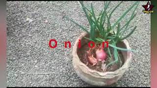 Gardening Challenge