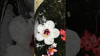 Adile Kurt Karatepe - Giderim Yolum Dağdır Ürküler Ürkü