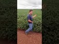 VOCÊ TEM QUE RIR 🌱SOJA 2020/2021 - POVO TÁ RINDO A TOA COM A AGRICULTURA 🧑‍🌾