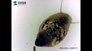 250倍USBデジタル顕微鏡　動画やインターバル撮影対応　高輝度LED内蔵で被写体を明るく照らせる　専用台座＆フレキシブルアームで安定撮影　LPE-07W