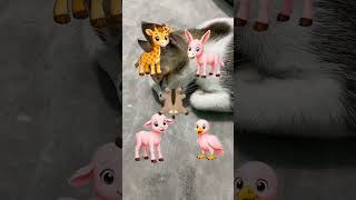 Help animal skin iq