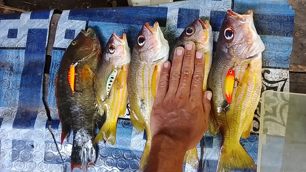 Daig Ng maagap Ang masipag | Subrang aga nila kumagat | Fishing ...