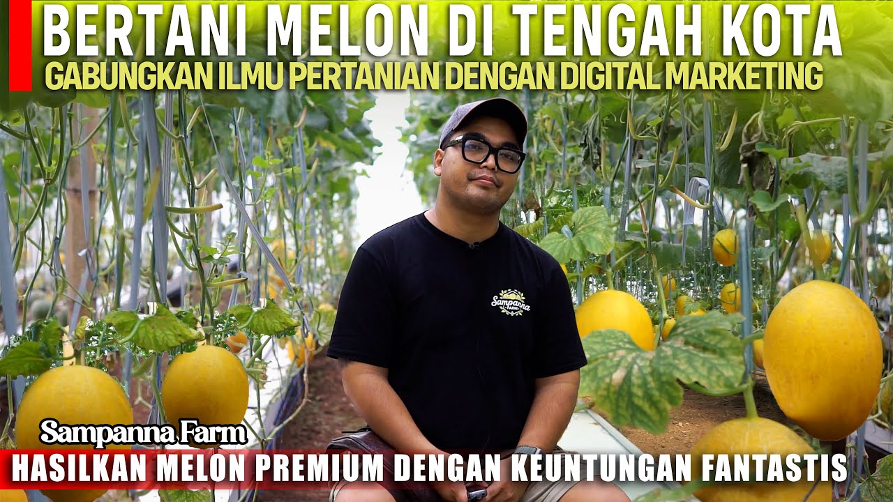 Harusnya Begini Tanam Melon !!!! Sekali Panen Untung 500%, Kuasai Cara Pasarnya.