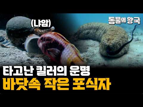[앙코르] 약한 포식자를 잡아먹으며 사는 킬러 포식자들ㅣ바다의 포식자