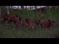 Pastured chicken at Royer Farm Fresh