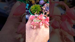 echeveria #lipstick #succulents #short #shortvideo #thanksforsubscribing #thehill #garden #shorts