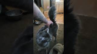 we have lift off of kitty butt! #cats