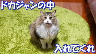 A cat desperately asking for a cute voice and expression