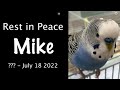 Tribute to mike