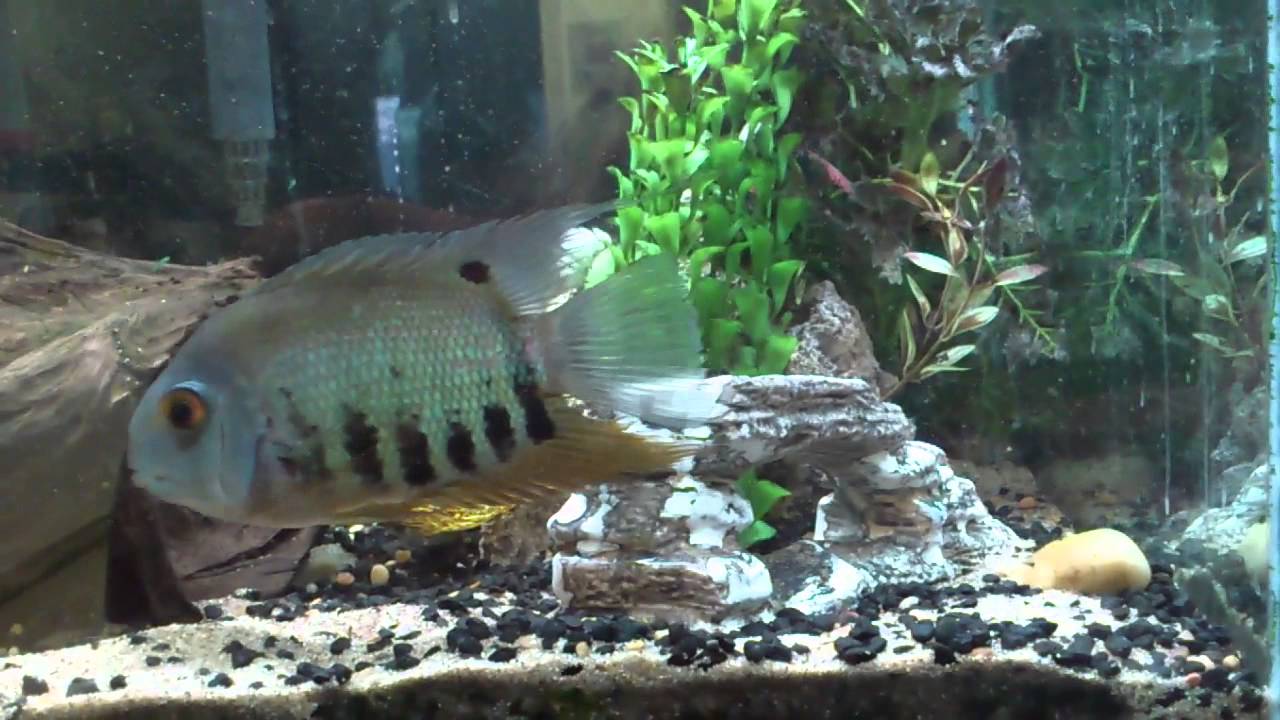 Feeder guppies get braver with cichlid YouTube