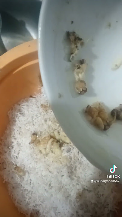 bothok tawon lebah hutan