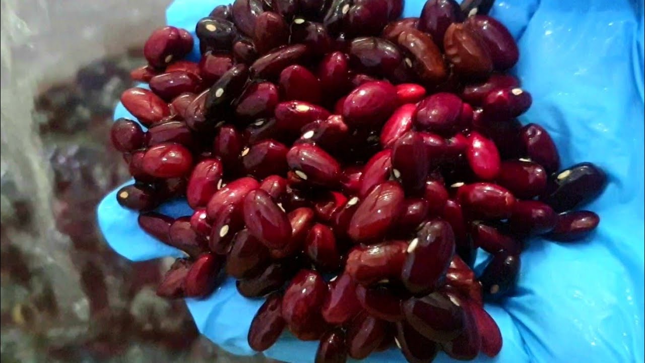 طريقة طبخ الفاصوليا الحمراء ( فاصوليا الحصه ) من قناة هم هم 