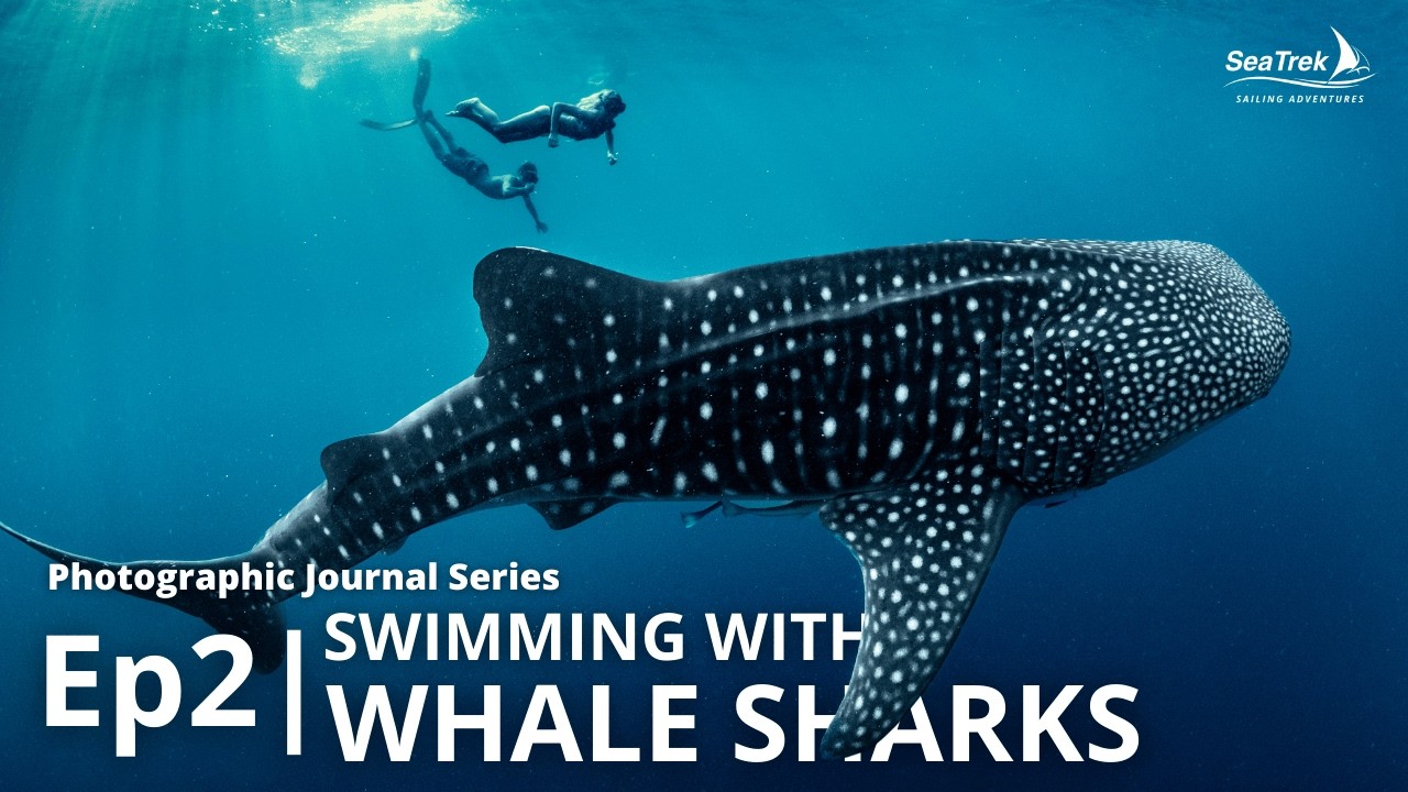 ⁣Photographic Journal Series - Episode 2 | Swimming with Whale Sharks