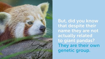 For Our World | Conservation 1: Red Pandas