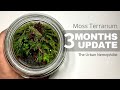 Moss terrarium 3 months update || Mossarium update