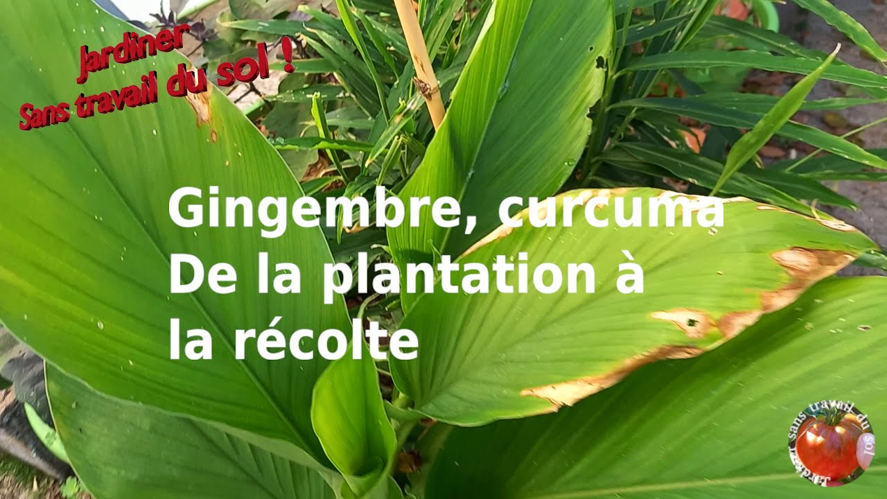 Куркума Имбирь От посадки до сбора урожая