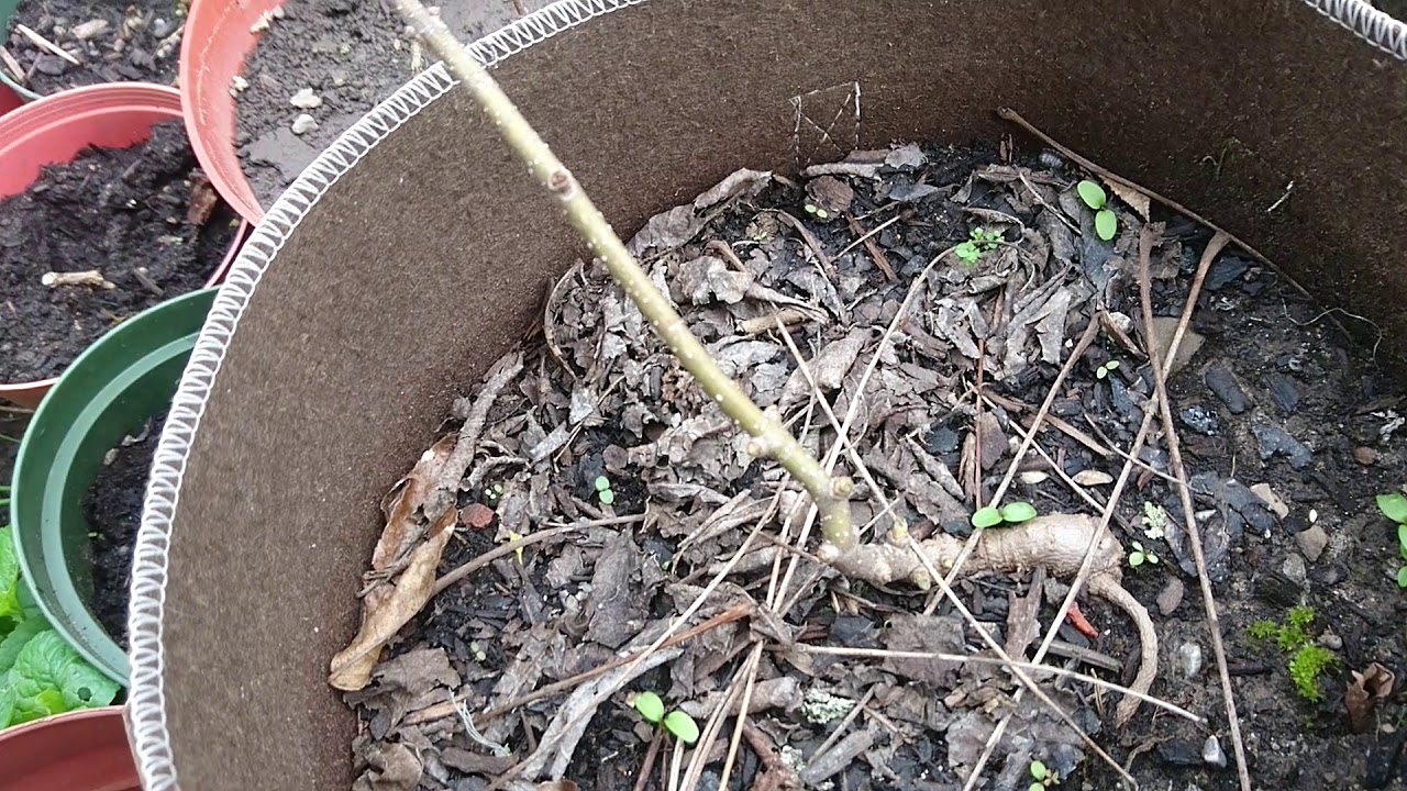 Garden Update - May 18, 2019 - Paulownia Tomentosa and Cherry from Seed... both planted in Jan 2018