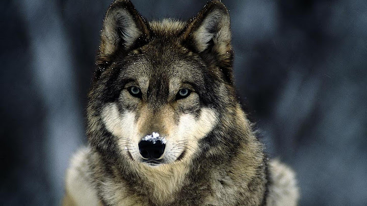 Документальный фильм про волков / Documentary about wolves.