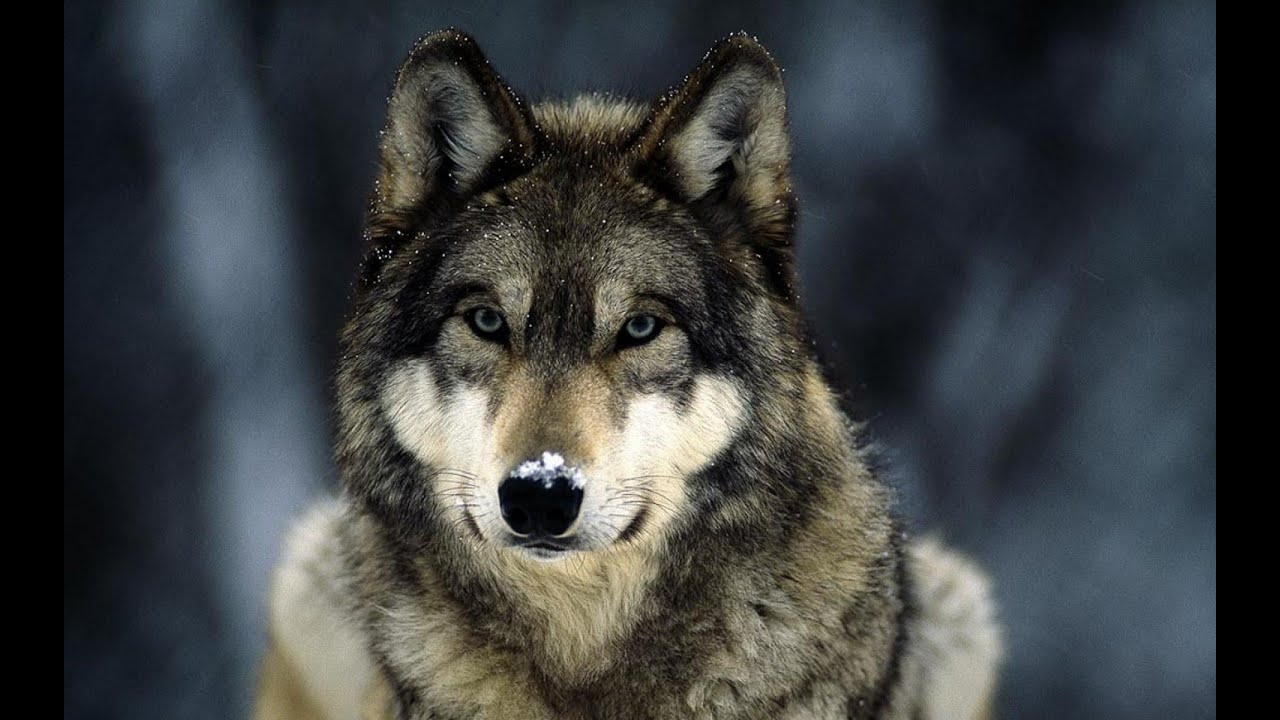 Документальный фильм про волков / Documentary about wolves.