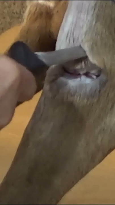 DEER SKINNING TIPS - KEEP HAIR OFF MEAT