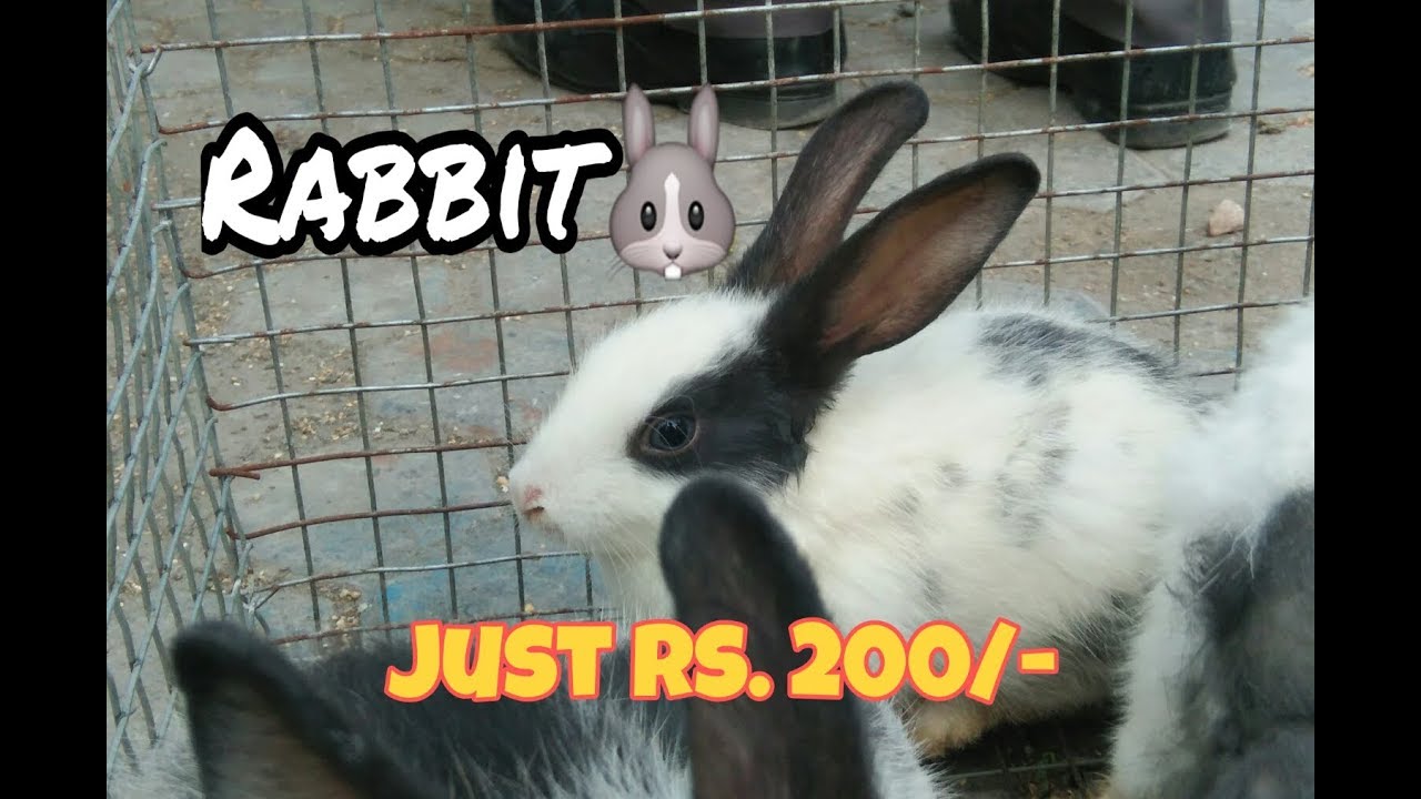 Rabbit For Sale YouTube