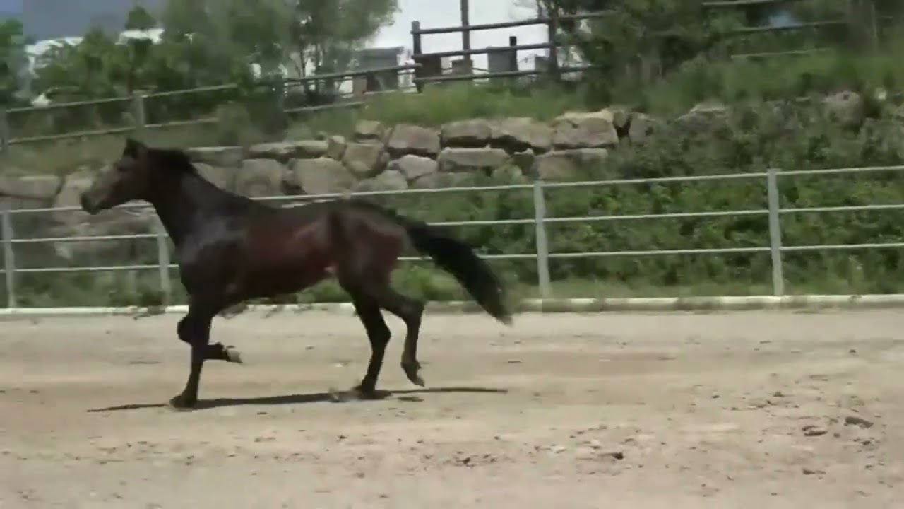 PRE - Pura Raza Española Stallion - Spanishhorse - 4 years old - 1.75 m - super movements