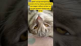 Настроение Хуже Некуда #Ржачныевидео #Приколы #Cat #Shortscats #Юмор #Смех_До_Слез #Смех #Кот #Жиза