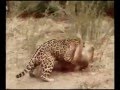 Jaguar vs Puma ‐ "Fight"