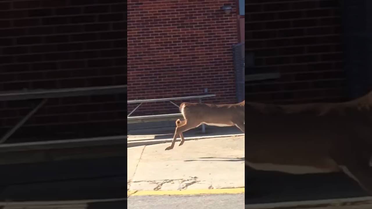 Waterloo Bucks mascot Bucky visits the Kimball Ridge Center YouTube
